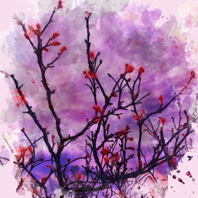 magnolia, branch, red buds, spring, purple, violet, purple sky, leafless, watercolor, dark branches, tree silhouette, shrub, indigo shades, growing bud, nature, life energy, late February, afternoon, sunset, passion, nature, end of the day, landscape, artwork, digital art, design, creative, bohemian, pretty, dream, dreamlike, digital painting
