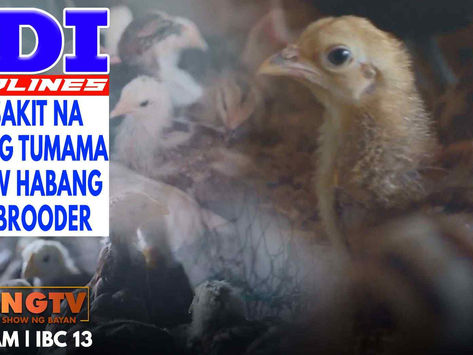 Mga Sakit na Maaring Tumama sa Sisiw Habang Nasa Brooder sa LDI Headlines (October 30, 2022)