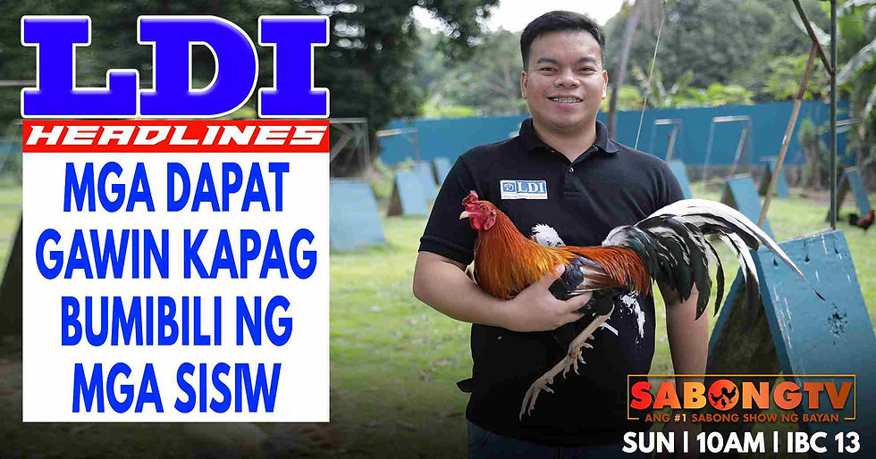 sabong, cockfighting, sabongtv, gamefowl, game farm, sabong philippines, cockfight