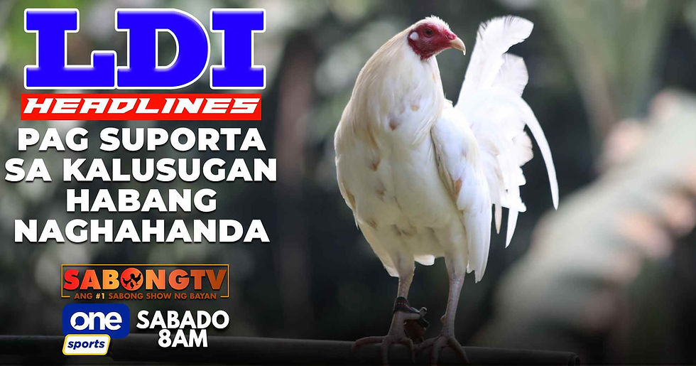 sabong, cockfighting, sabongtv, gamefowl, gamefarm, sabong philippines, cockfight, sabong derby