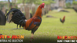 Selection Criteria sa Manok with Doc Nilo at Vet Ni Juan (June 26, 2022)