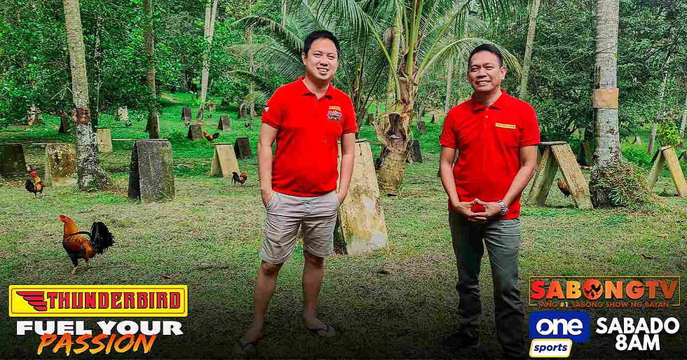 sabong, cockfighting, sabongtv, gamefowl, gamefarm, sabong philippines, cockfight, sabong derby