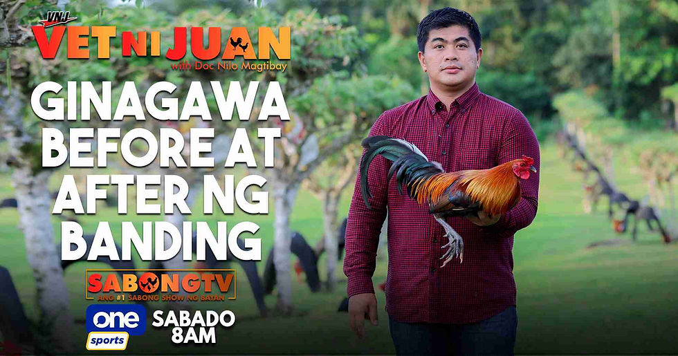 sabong, cockfighting, sabongtv, gamefowl, gamefarm, sabong philippines, cockfight, sabong derby