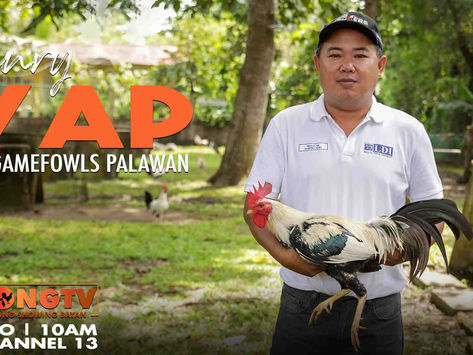Henry Yap of HGY Gamefowls Palawan sa Alagang LDI (November 20, 2022)