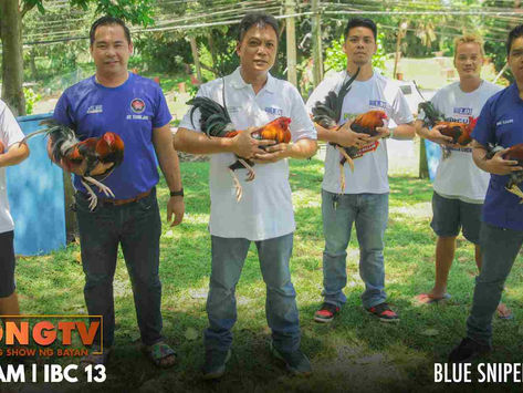 Sistema ni Romeo Mari sa Pag-Harvest ng Cockerels sa Alagang LDI (November 6, 2022)