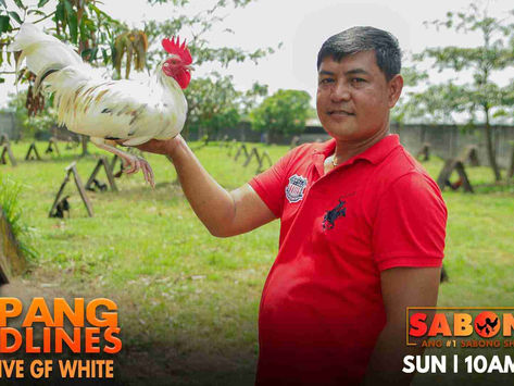 Mga Secret Whites ng Super Native Gamefarm sa Usapang Bloodlines (November 6, 2022)