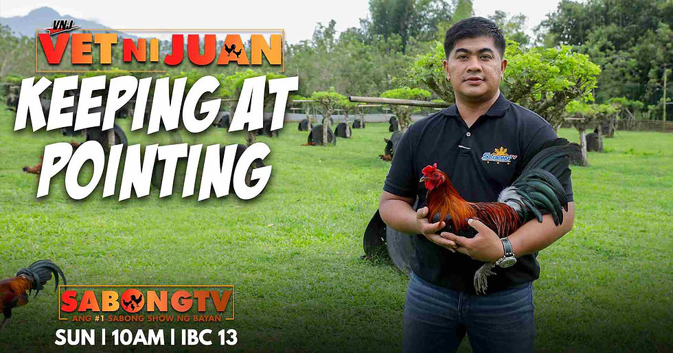 sabong, cockfighting, sabongtv, gamefowl, gamefarm, sabong philippines, cockfight, sabong derby