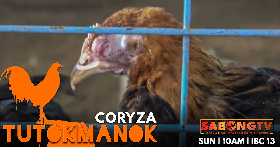 sabong, cockfighting, sabongtv, gamefowl, game farm, sabong philippines, cockfight