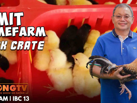 Gamit Gamefarm ang Chick Crate (November 13, 2022)