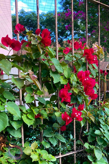 No caminho do aconchego por Mônica Beatriz Kolicheski, ID: ROC-2022-FMBK-005|26 - Fotografia digital, 3543x5315 px (2022)