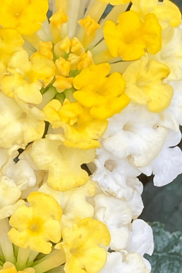 Fotografia de lantana amarela