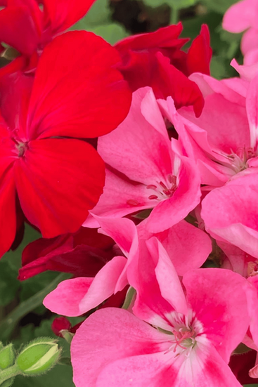 Fotografia de flores de gerânio