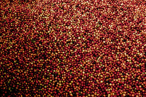 Coffee fruits and all their beautiful vibrant yellows, oranges and reds. 