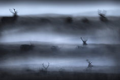 Spirits (13)_edited.jpg