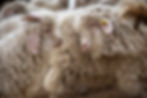 Chèvres angora laine mohair