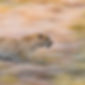 PULSATIONS Version 2 - Florence Devaux-6 copie.jpg