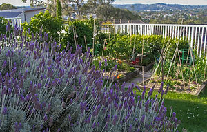 Lavender