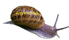 escargot agenda.png