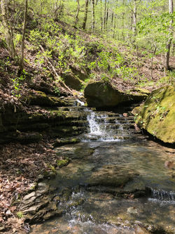 Ozark stream