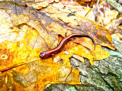 Red-backed Salamander