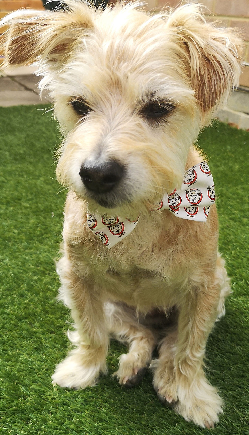 Thumbnail: WagnBone Small/Medium Adjustable Dog Collar 