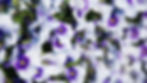 edible flowers