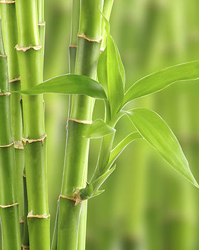Bambu (1).jpg