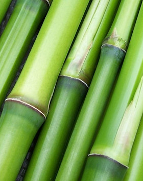 bambu.jpg