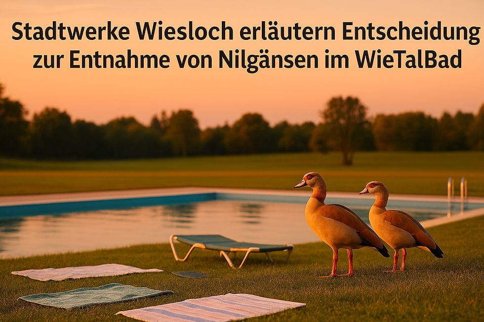 Stadtwerke Wiesloch erläutern Entscheidung zur Entnahme von Nilgänsen im WieTalBad