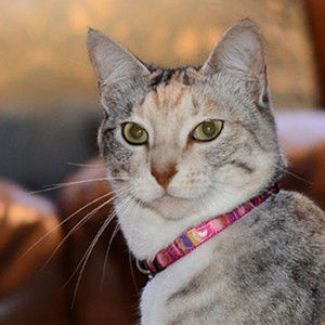 Thumbnail: ROGZ NeoCat