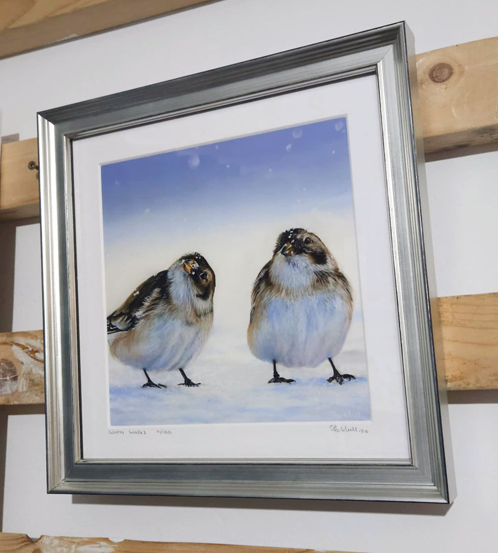 A limited edition giclee print of a pair of Snow Bunting birds titled Winter Walks, painted by Sophie Parkhill