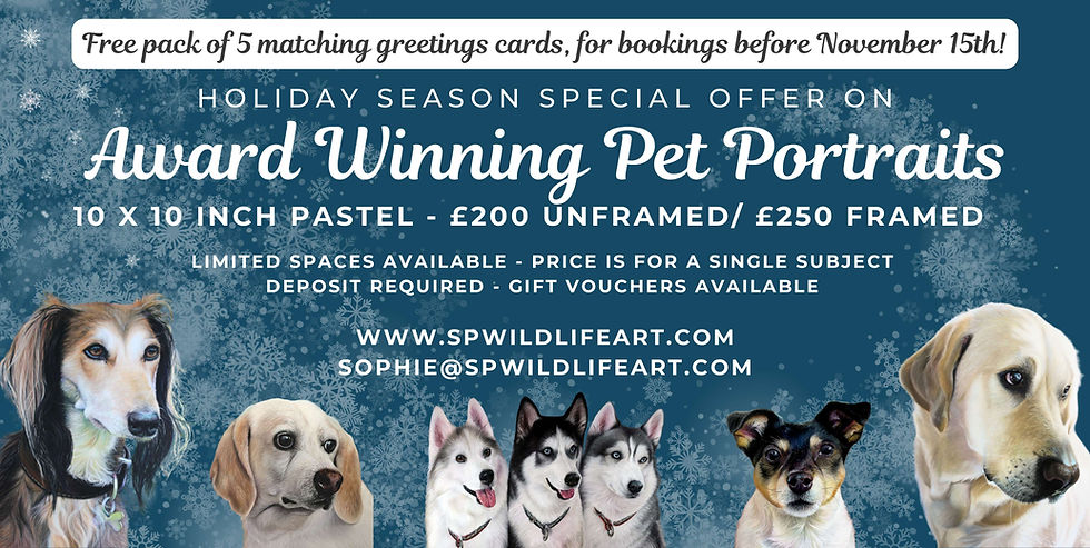 Pet Portrait Offers SP Wildlife Art North Wales 2025 (1).jpg