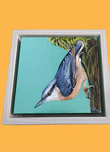 Metallic Nuthatch (3).jpg