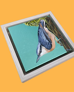 Metallic Nuthatch (2).jpg