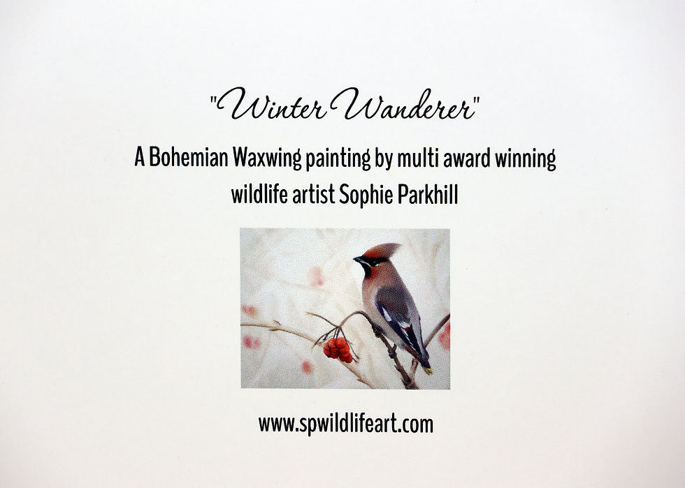 Thumbnail: A christmas card with a bohemian waxwing in a frosty scene with hawthorn berries, painted by Sophie Parkhill