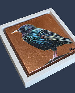Metallic Starling (1).jpg