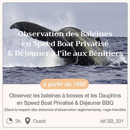Observation des baleines à bosse l'île Maurice et déjeuner à l'île aux bénitiers