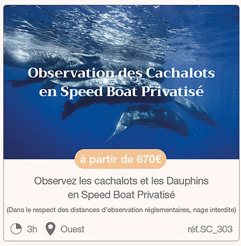 Observation des cachalots en speed boat privatisé à l'île Maurice