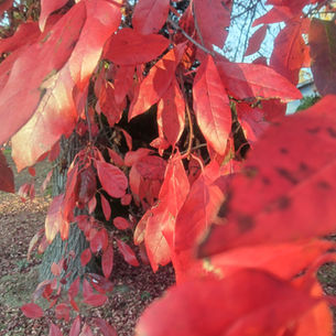 "A Voice in the Darkness"