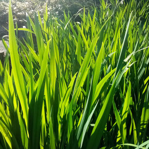 Fotospecchio and West Wilts Radio