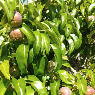 Poems Published and Presented with Pride