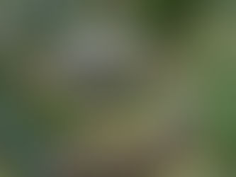 Wybiegi dla młodych żółwi greckich i historia Fritzi