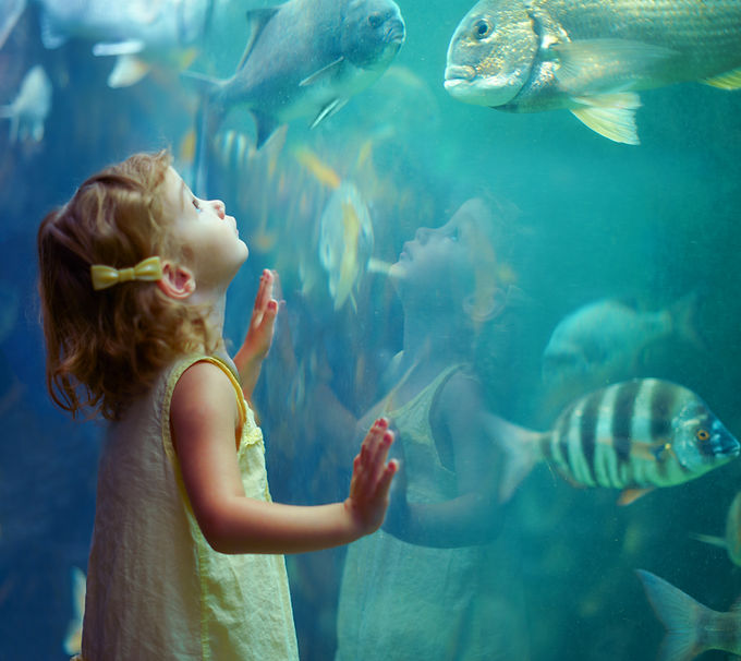 Aquarium Feasibility Study