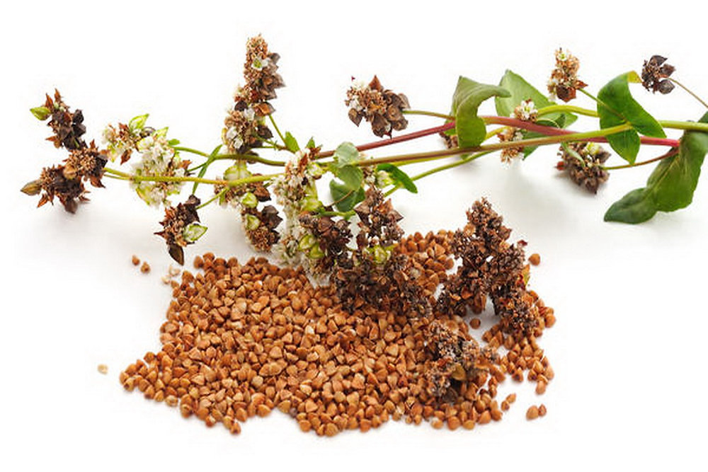 10 Facts About Buckwheat