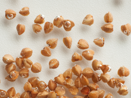 Grechka's Latest: A Brand Redesigned for You