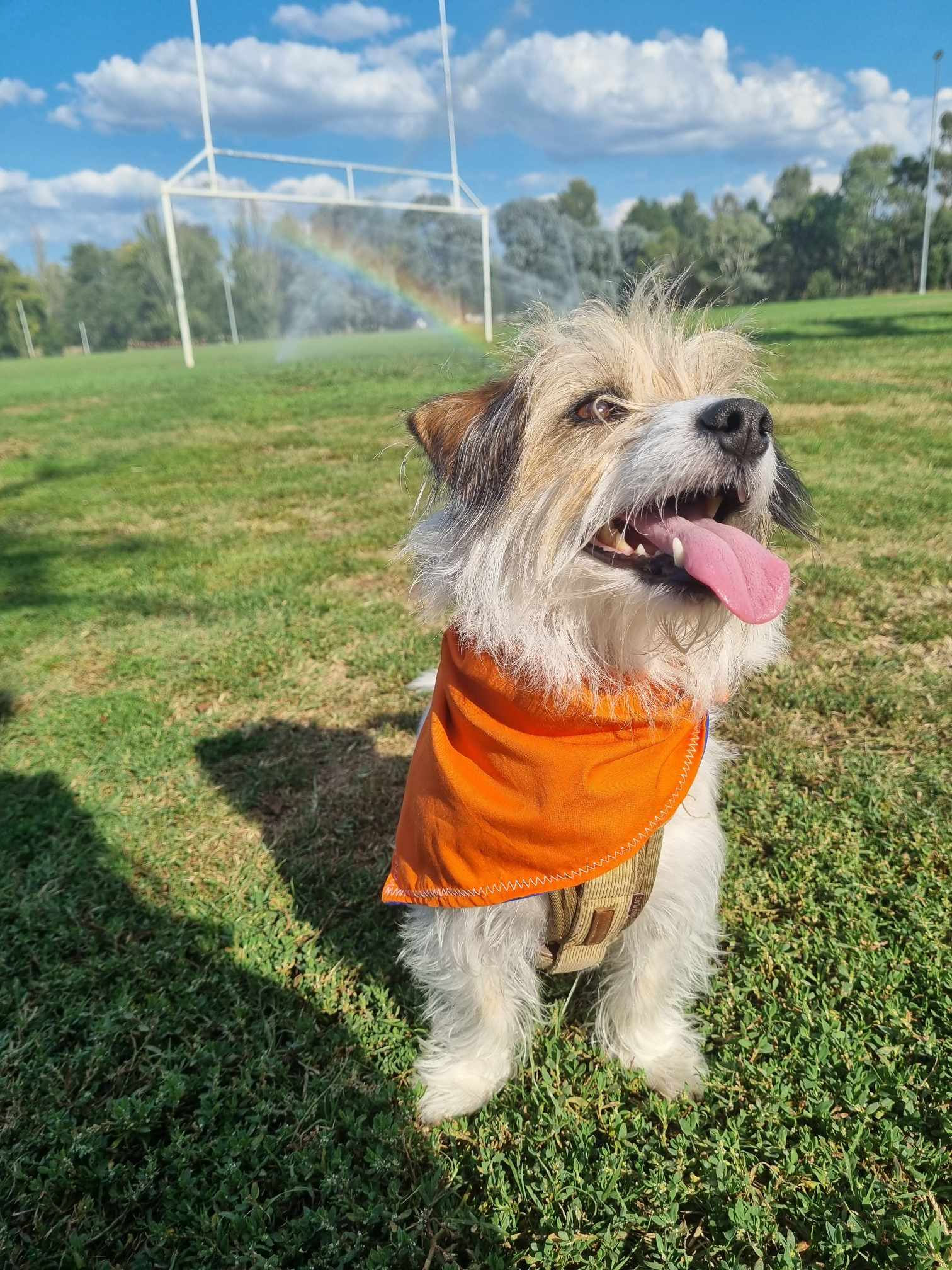 ANUWFC Dog Bandana