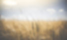 wheat-1845835.jpg