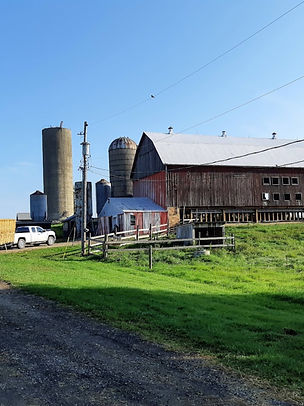 Stalwart Farms is located just outside of St. George ON.  We have about 100 head of cattle on the farm year-round.