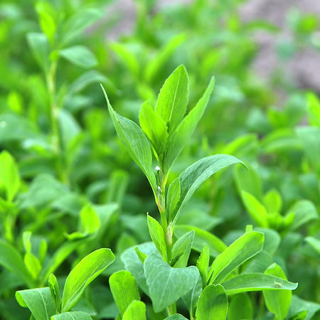 Bez-nazwy-1_0042_Depositphotos_5748840_x