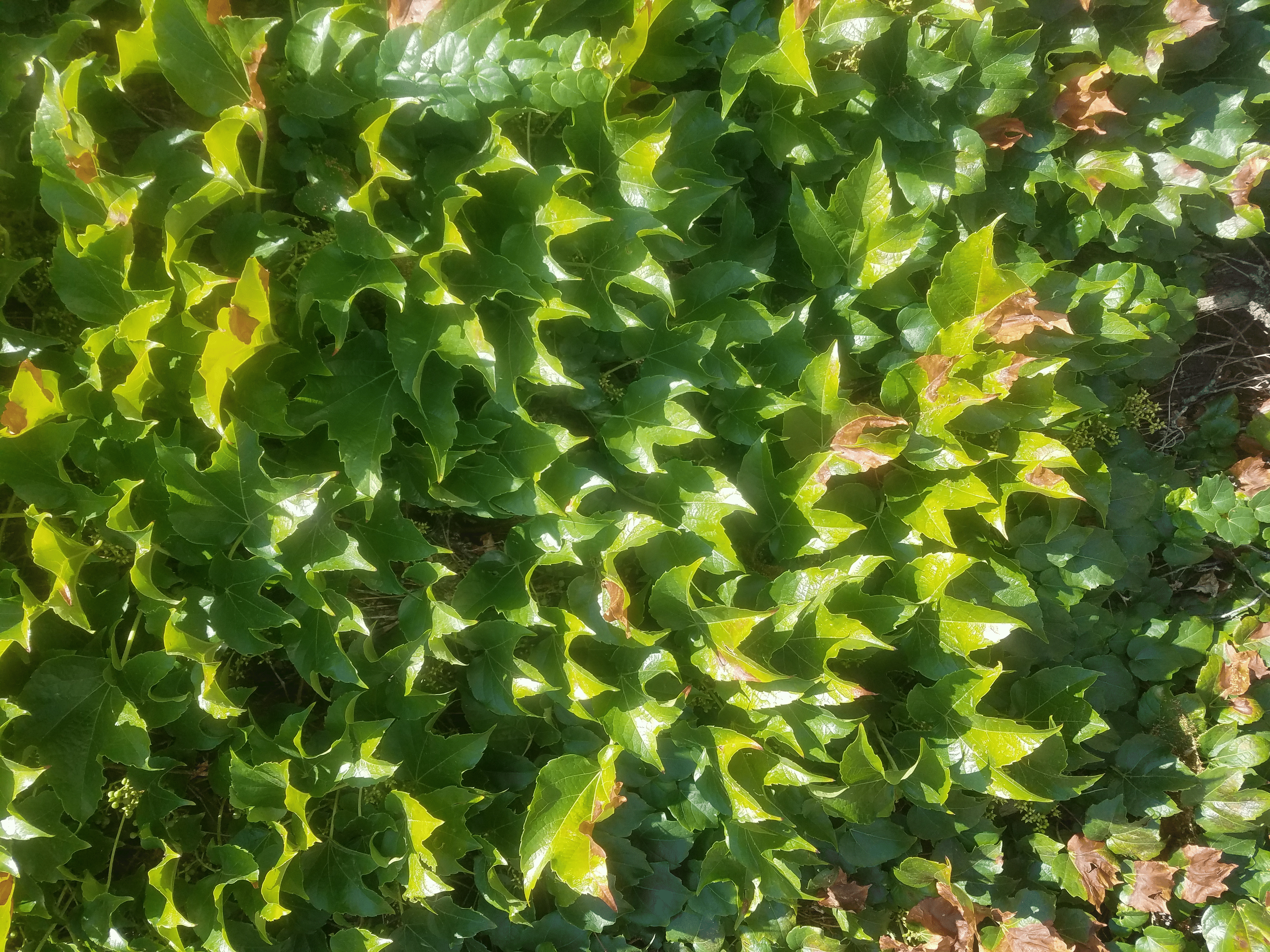 Ivy.gif